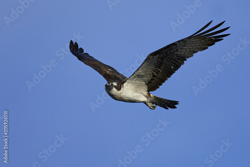 Osprey  Pandion haliaetus 