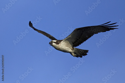 Osprey  Pandion haliaetus 