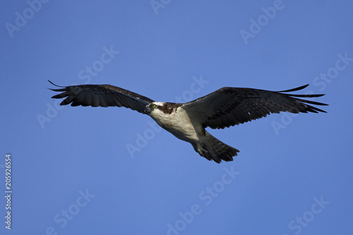 Osprey (Pandion haliaetus) © dennisjacobsen
