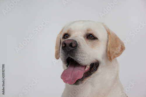 Cute labrador retriever isolated on gray background. Pet animals.