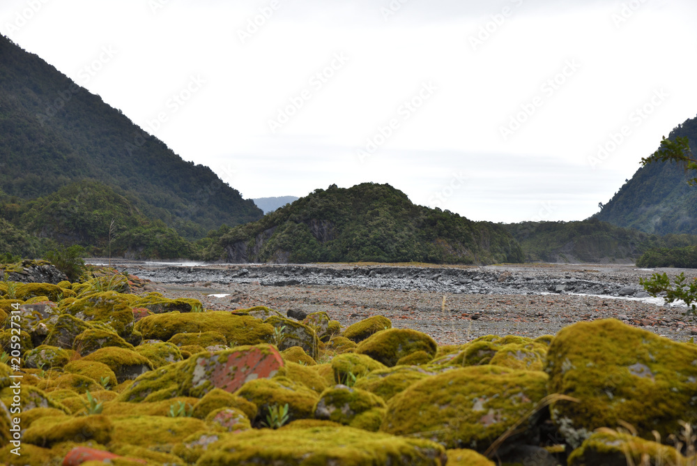 Fototapeta premium Regenwald in Neuseeland