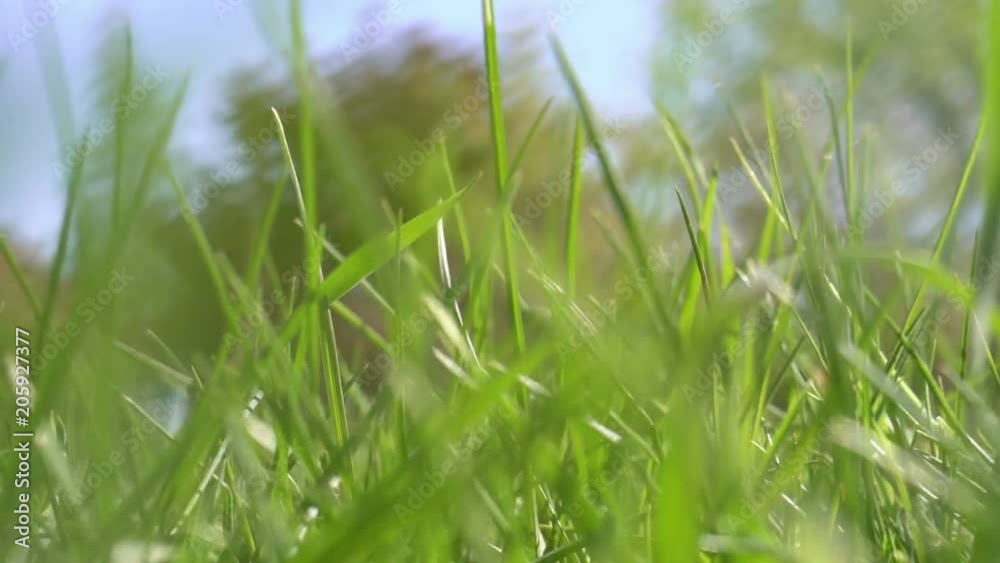 small animal creature running by the grass scampering through trail - POV point of view small animal creature running by the grass scampering through trail - POV point of view
