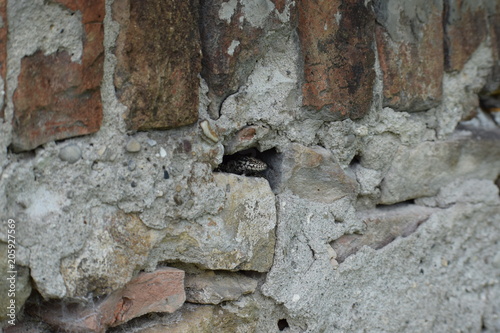 gekko, rettile, animale, natura, serpente, fauna, desolato, pietra, rocce, verde, macro, bilancia, primo piano, marrone, testa, occhio, alberi, rocks, lucertola, primavera, naturale photo