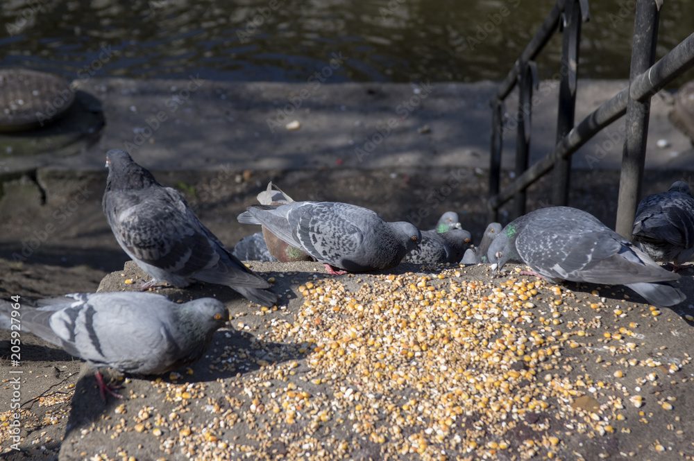 Columba livia domestica birds on river bank, pigeons picking grains Columba livia domestica birds on river bank, pigeons picking grains