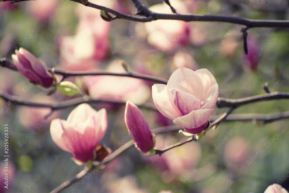 Blossoming of pink magnolia flowers in spring time, floral background