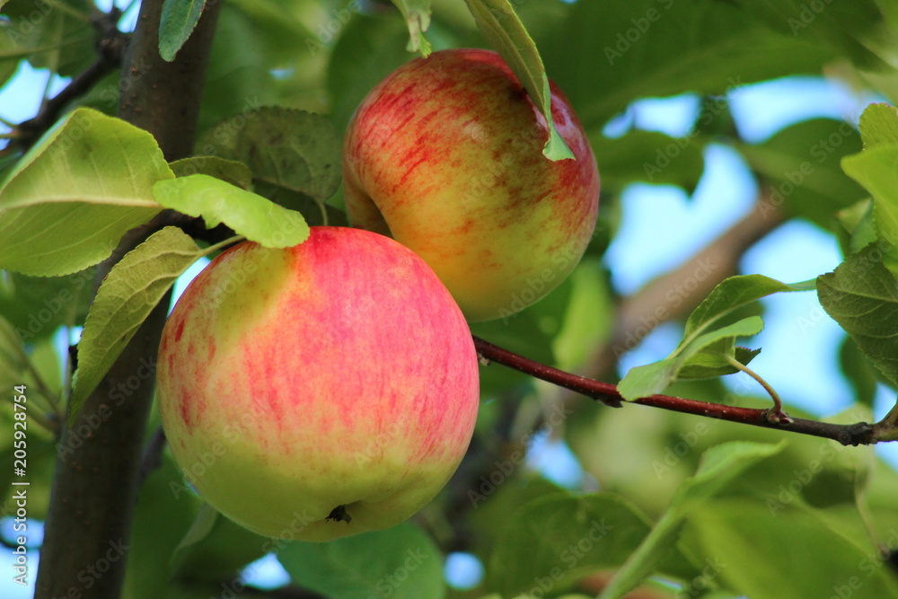 Ripe apples hanging on a branch Ripe apples hanging on a branch