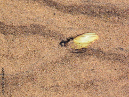 Bivalve shellfish on the shallow shore, buried in sand, visible through clear water photo