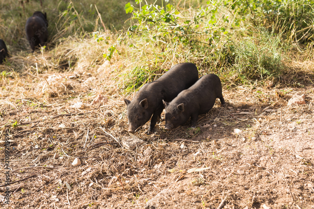 Wild black boar or pig walking on meadow. Wildlife in natural habitat Wild black boar or pig walking on meadow. Wildlife in natural habitat