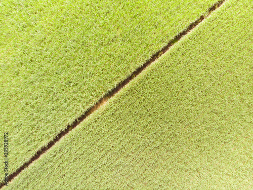 Australian Sugarcane Fields and Landscape photo