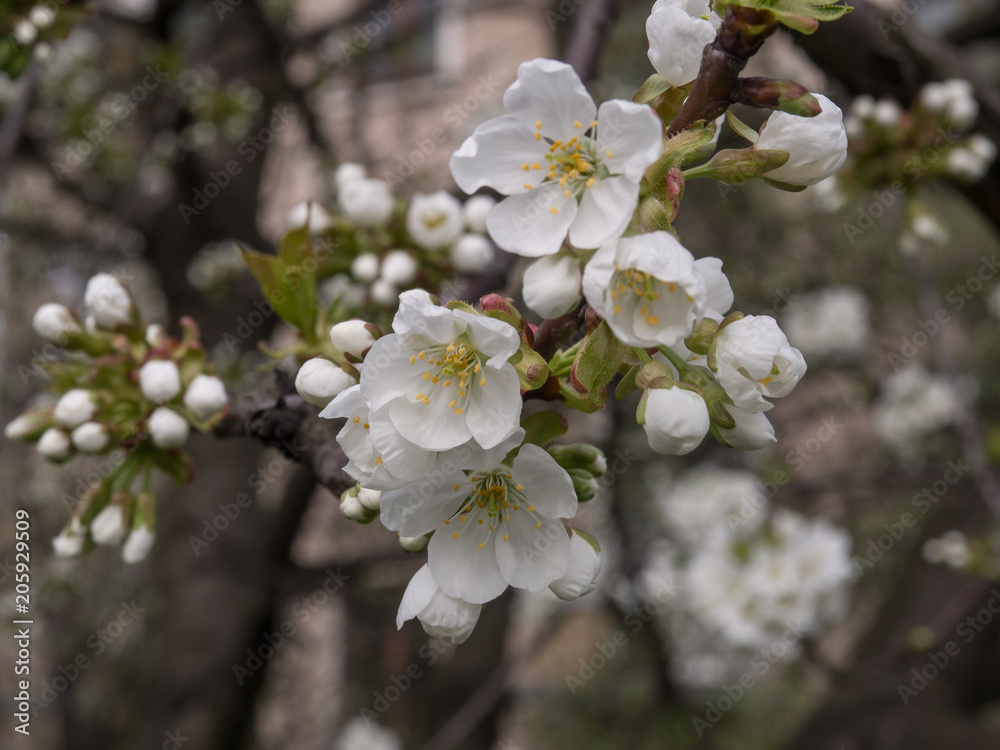 Obraz premium Spring, blooming flowers