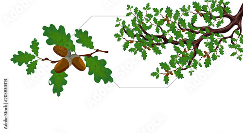 A green branch of a large oak tree with acorns and a separate twig close up. illustration