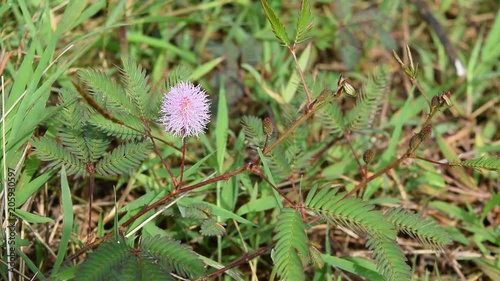 bee pollen Mimosa pudica flower photo