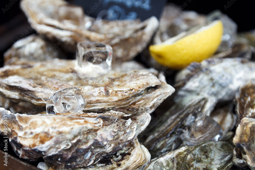 Close-up of sealed shells of fresh oysters, lemon and large ice cubes lie on a tray. The concept of a picnic. Luxury seafood. Natural background. Selective focus Close-up of sealed shells of fresh oysters, lemon and large ice cubes lie on a tray. The concept of a picnic. Luxury seafood. Natural background. Selective focus