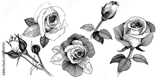 Vector roses. Floral botanical flower. Wild spring leaf wildflower isolated. Vector wildflower for background, texture, wrapper pattern, frame or border.
