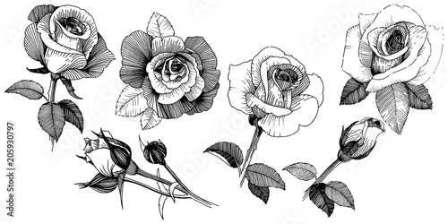 Vector roses. Floral botanical flower. Wild spring leaf wildflower isolated. Vector wildflower for background, texture, wrapper pattern, frame or border.
