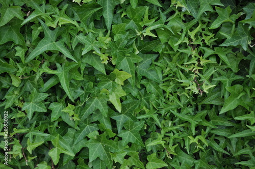 Green plant wall, background and texture