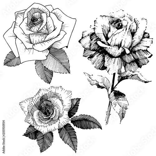 Vector roses. Wild spring leaf wildflower isolated. Floral botanical flower.Vector wildflower for background, texture, wrapper pattern, frame or border.