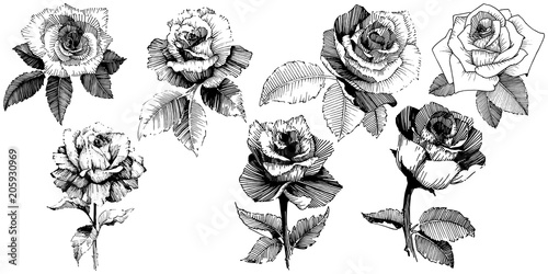 Vector roses. Wild spring leaf wildflower isolated. Floral botanical flower.Vector wildflower for background, texture, wrapper pattern, frame or border.