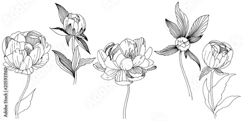 Vector peony. Floral botanical flower. Wild spring leaf wildflower isolated. Vector wildflower for background, texture, wrapper pattern, frame or border.