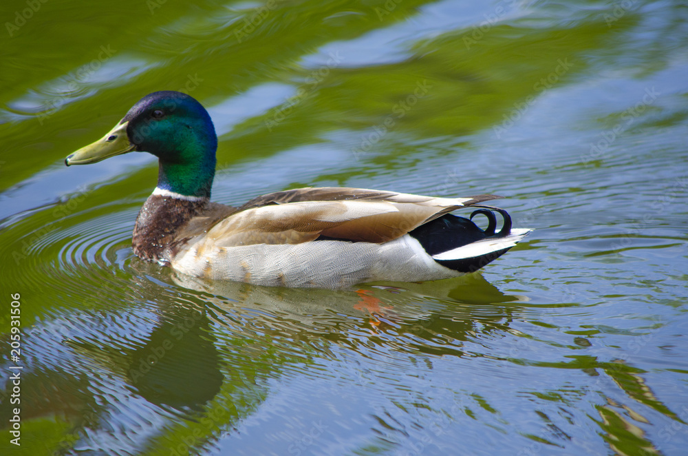 Obraz premium Swimming duck