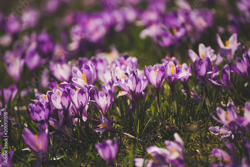 Beautiful violet crocus flowers growing in the grass, the first sign of spring. Seasonal easter background.