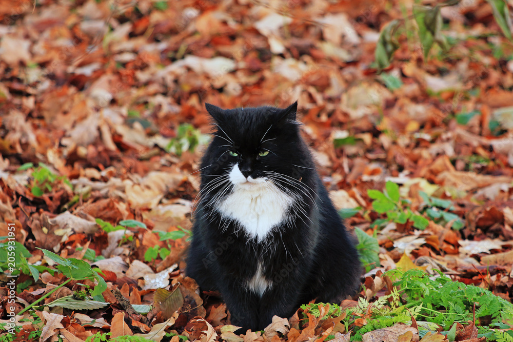black cat on the autumn lawn