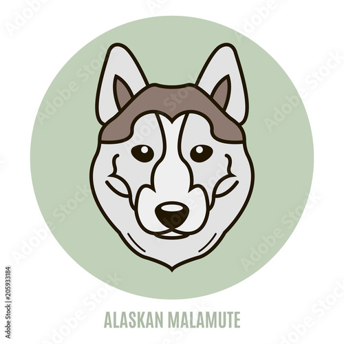 Portrait of Alaskan Malamute