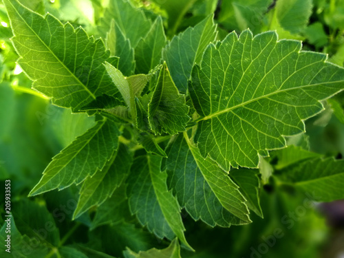 greenery in dahlia leaves