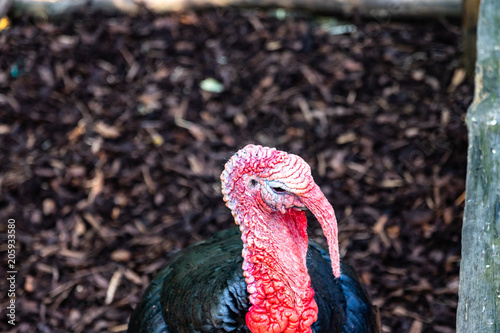 A turkey portrait with red neck and black body