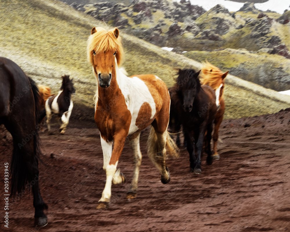 Several Icelandic horses run on a slope in the highlands, an animal with brown-white fur is defining the image, a local motif - Location: Iceland Several Icelandic horses run on a slope in the highlands, an animal with brown-white fur is defining the image, a local motif - Location: Iceland