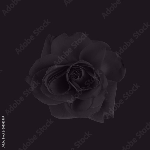 Violet rose background