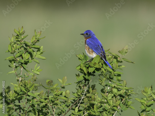 Male Eastern Bluebird in Spring