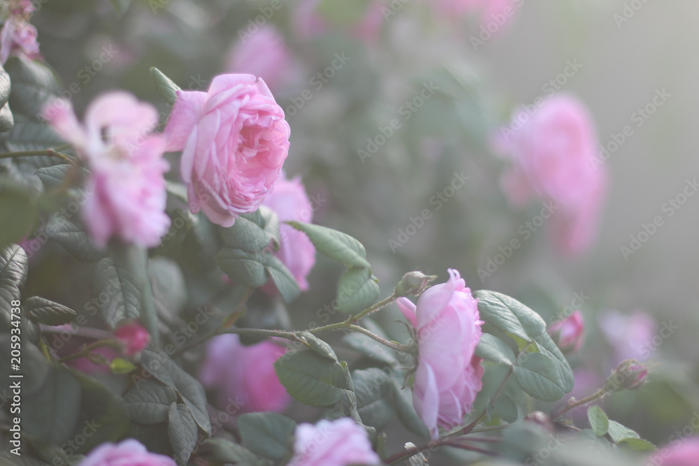 branch with several blooming pink roses against the background of green leaves