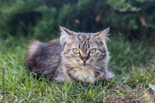 gray cat lies on the green grass