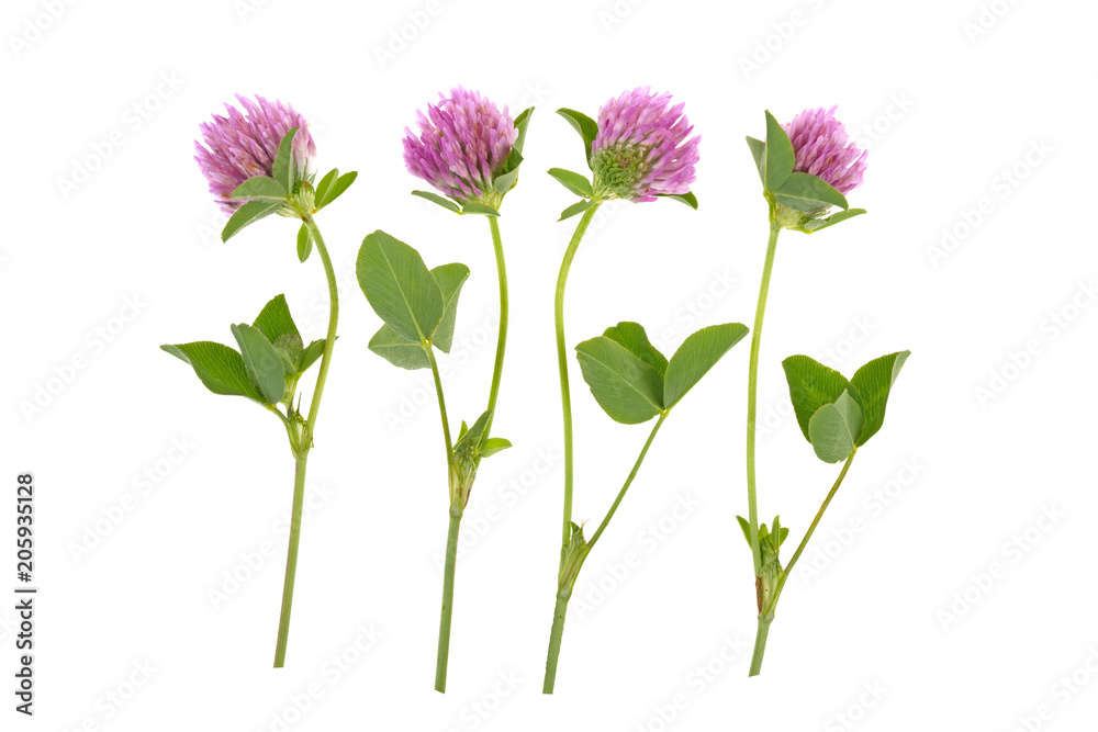 herb medicinal clover plant on white background
