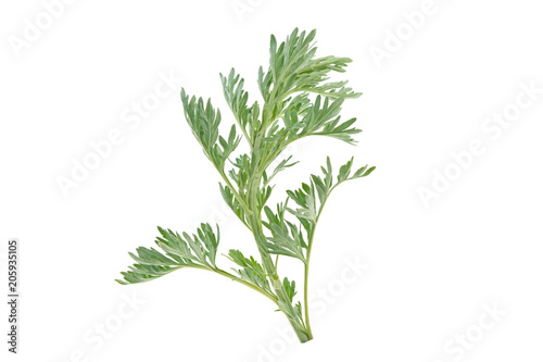 medicinal plant of wormwood on white background photo