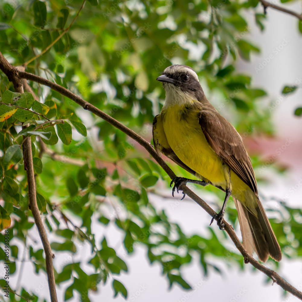 Obraz premium yellow bird