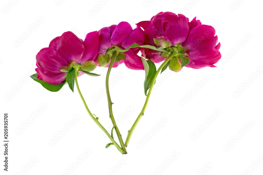 Fototapeta premium red peony flower on a white background