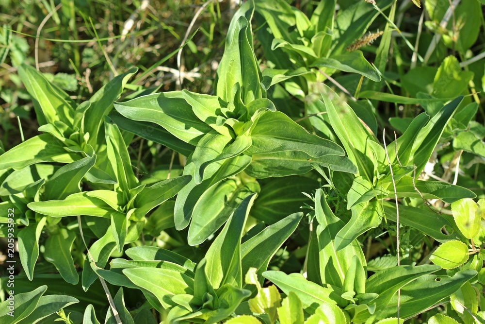 Kreuz-Enzian (Gentiana cruciata) 
