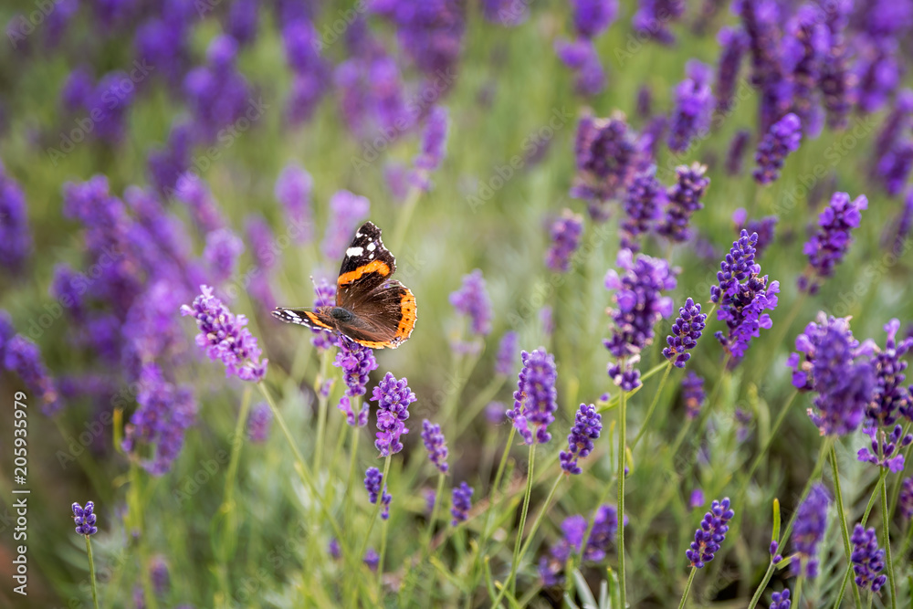 Lavender bushes with butterfly Lavender bushes with butterfly