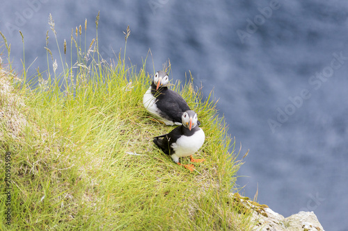 Atlantic puffin on grass, Kalsoy island, Faroe Islands, Denmark photo