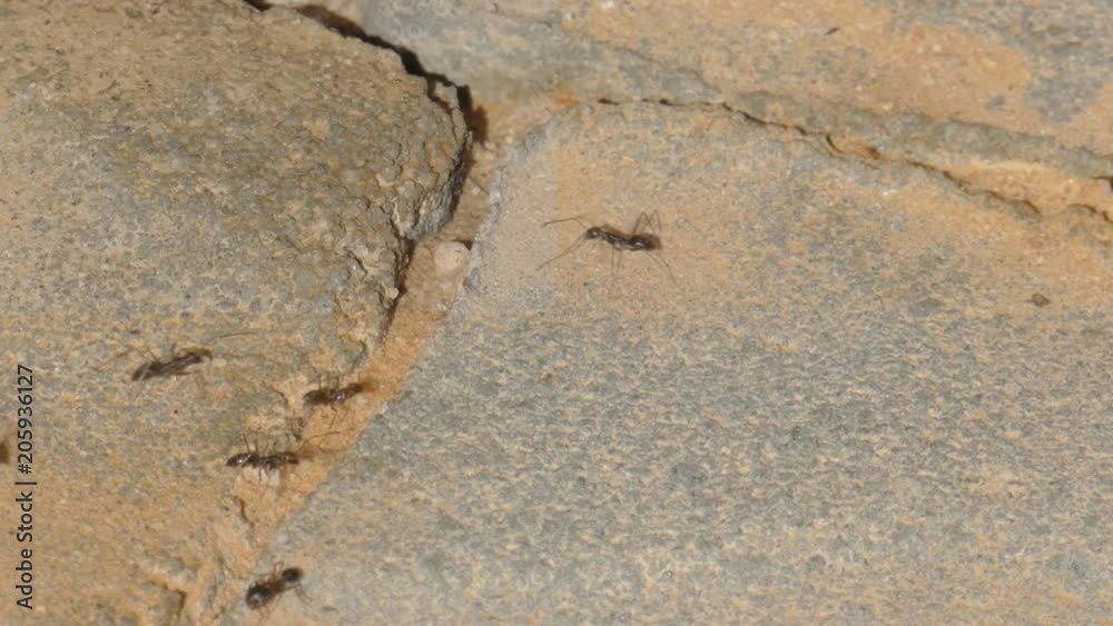 Real time video as the ants migrate their larvae to a new anthill