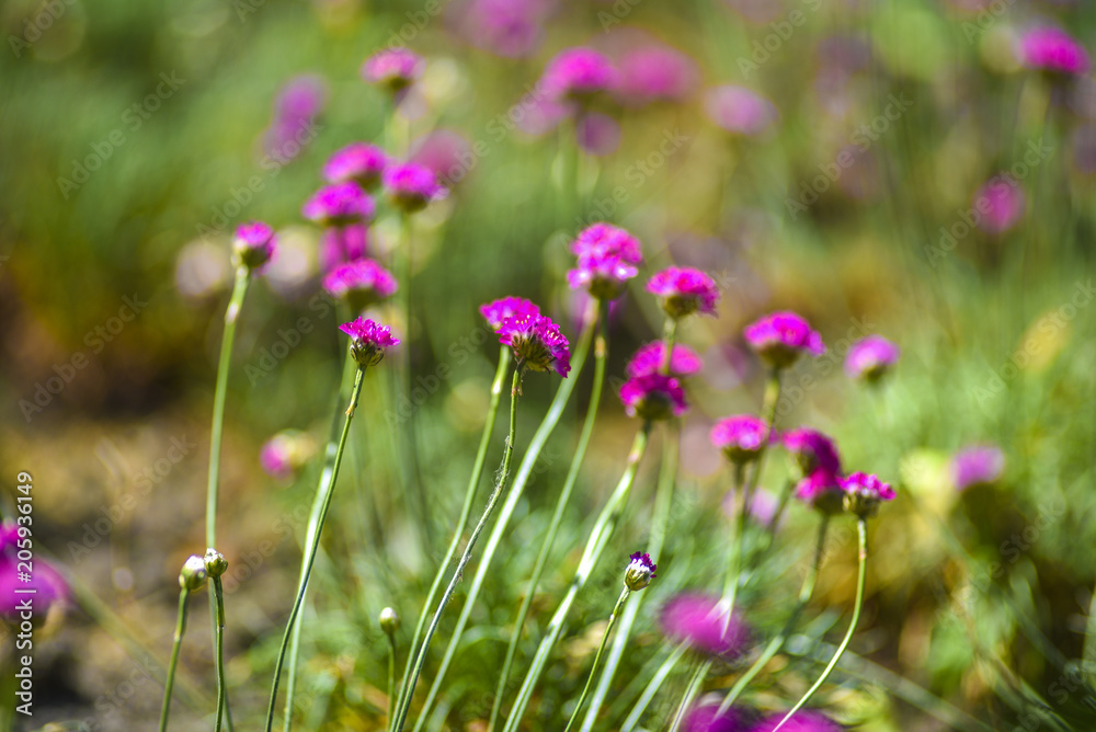 Pink small flowers blooming in the garden in the spring. Pink small flowers blooming in the garden in the spring.