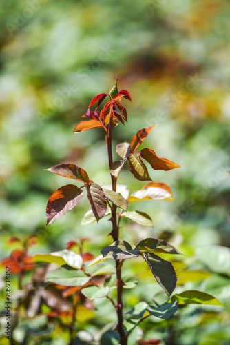 Blooming rose buds in the garden in spring time.