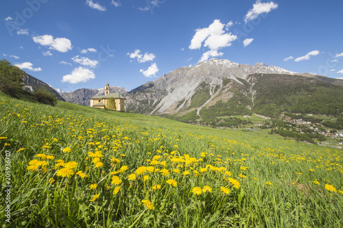 Yellow flowers and green meadows frame the church of Oga Bormio Stelvio National Park Upper Valtellina Lombardy Italy