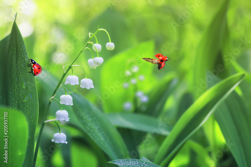 two ladybugs crawling and flying on forest glade with white fragrant flowers lilies of the valley