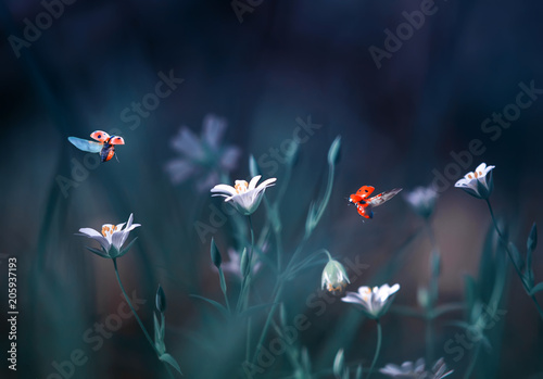 two ladybugs fly in a forest clearing with beautiful white flowers in blue tones