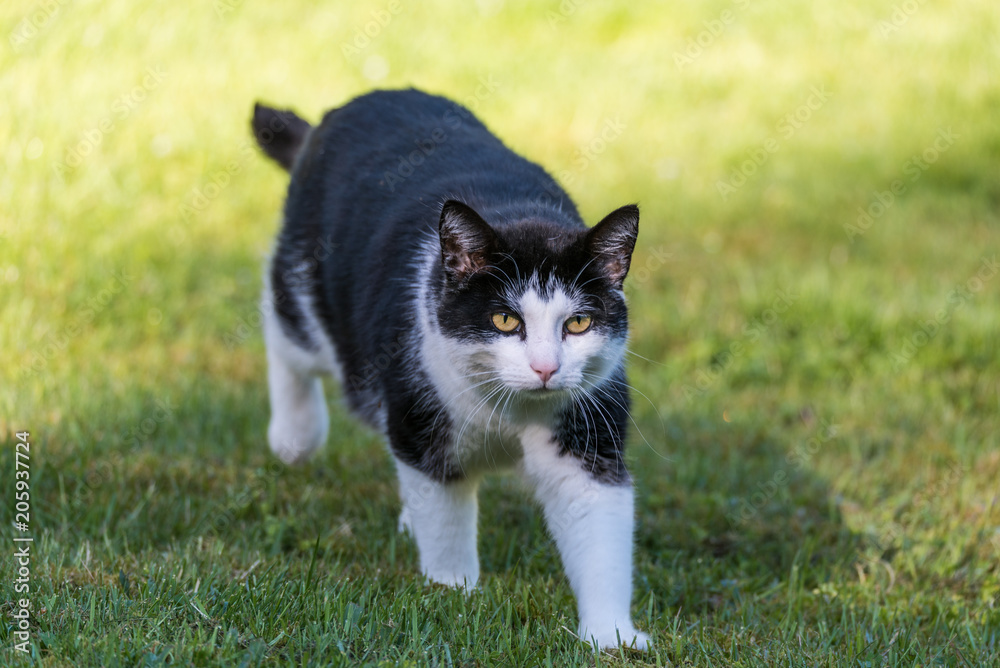 black and white cat walking in gras