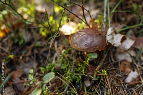 forest undergrowth with edible mushroom in the forest, shallow depth of field