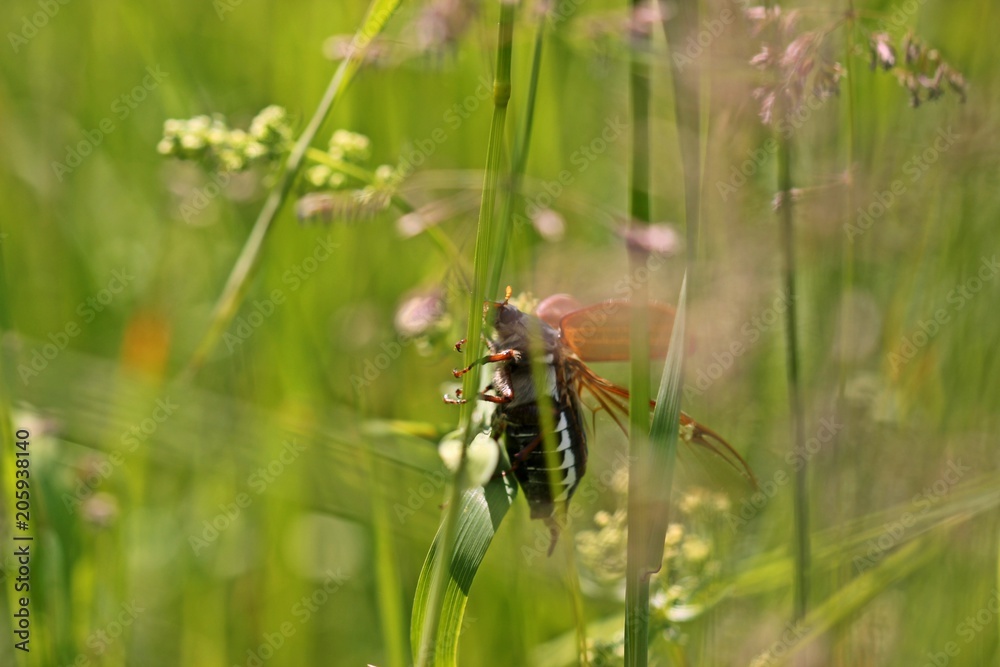 Weiblicher Feldmaikäfer (Melolontha melolontha) beim Abflug
Weiblicher Feldmaikäfer (Melolontha melolontha) beim Abflug